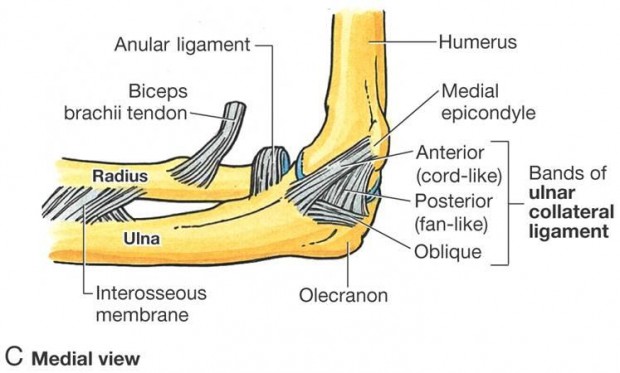 شکستگی زائده اوله کرانون در ناحیه آرنج