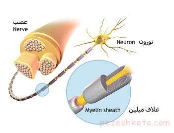 سلول عصبی چیست