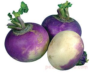 آشنایی با خواص شلغم