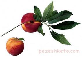 خواص تغذیه‌ای شلیل