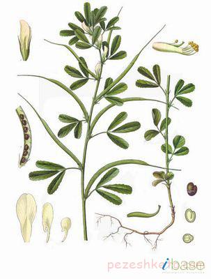 خواص چند گیاه داروئی