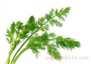 آشنیی با خواص شوید