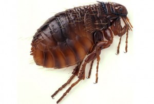 شپش ناحیه تناسلی چیست