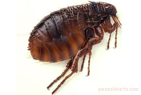 شپش ناحیه تناسلی چیست