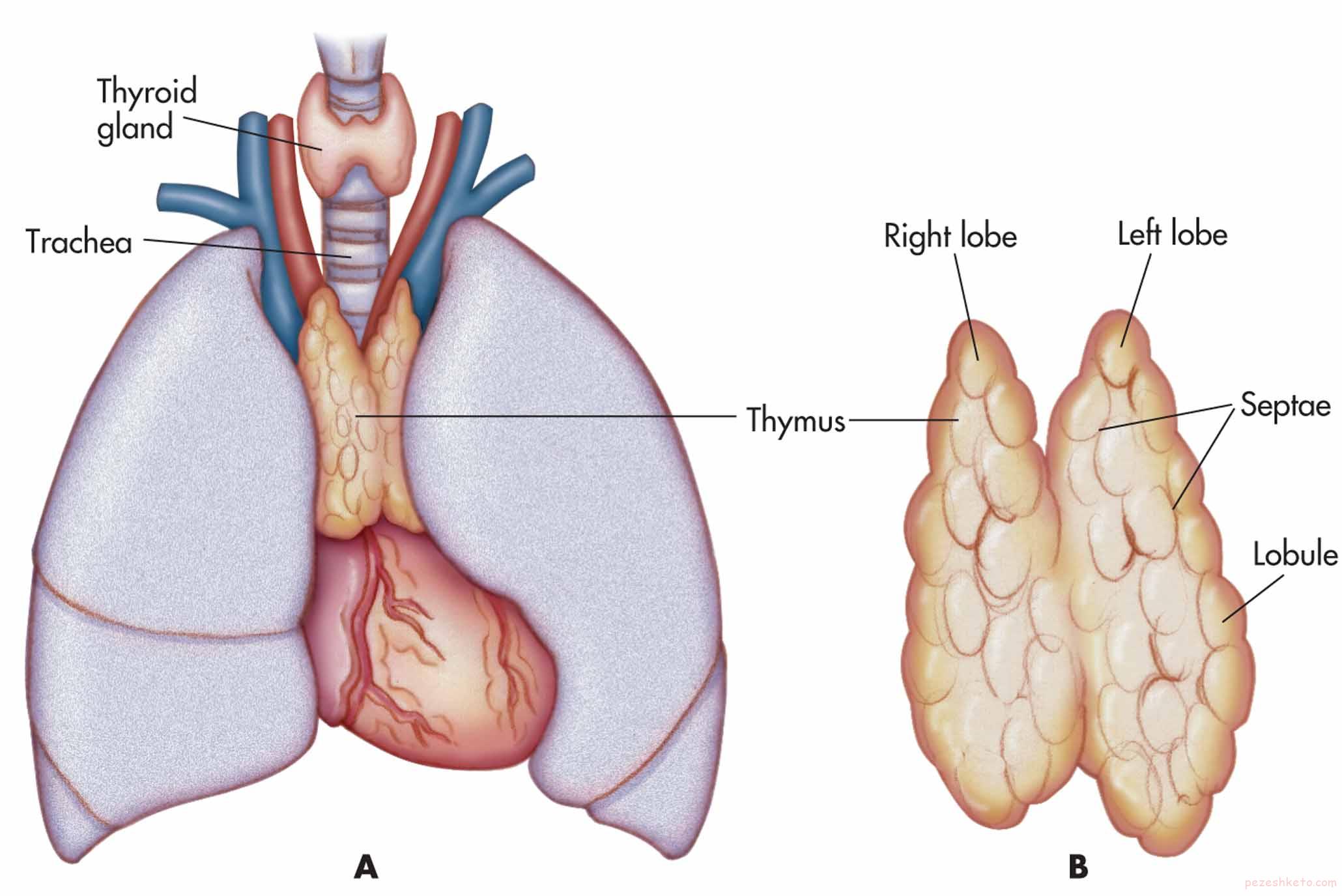 سرطان تیموس