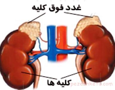 غدد فوق کلیوی