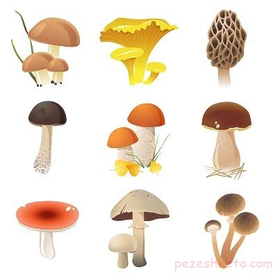 مسمومیت با قارچ سمی