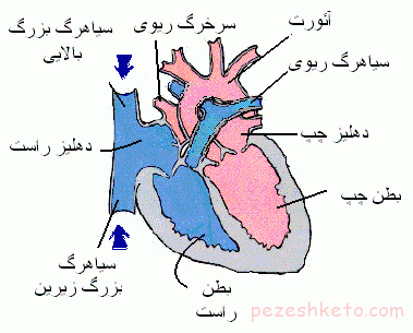 تشریح آناتومی قلب