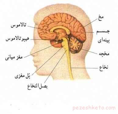 مرگ مغزی چیست