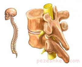 اطلاعاتی درباره نخاع و آسیبهای نخاع