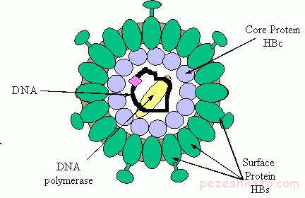 مقاله درباره هپاتیت B