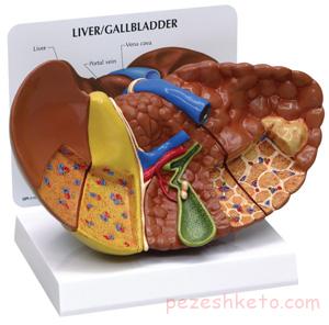 مقاله درباره هپاتیت ناشی از چربی