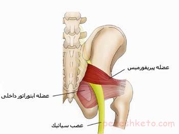پیریفورمیس