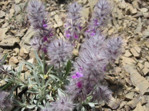 چای کوهی