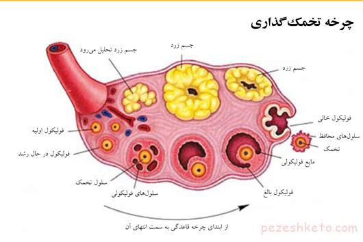 چرخه تخمک گذاری