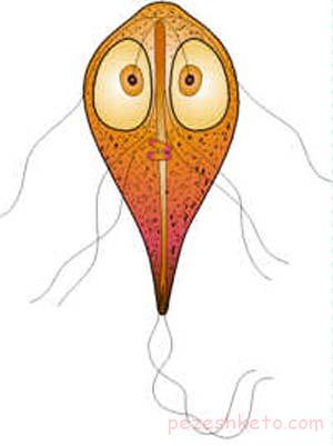 ژیاردیاز چیست