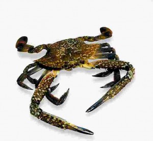 عقاید ابوعلی سینا درباره سرطان