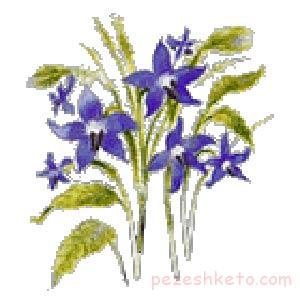 خاصیت داروئی گل گاو زبان چیست