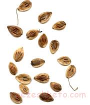 آشنایی با خواص گلپر