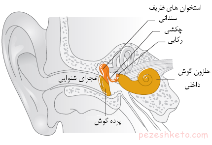 اطلاعاتی درباره بیماریهای گوش