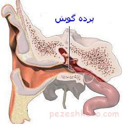 كلستئاتوم چيست